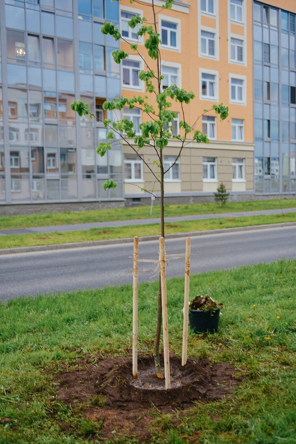 Эко-проект по высадке деревьев