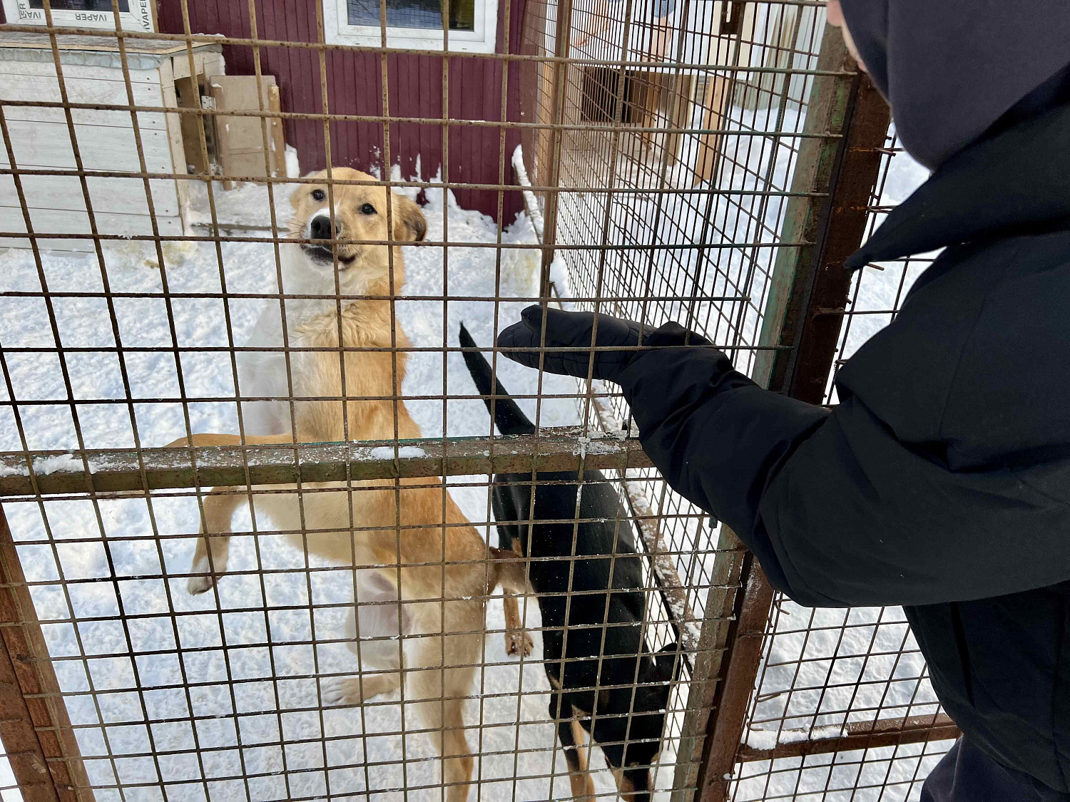Прогулка с собачками